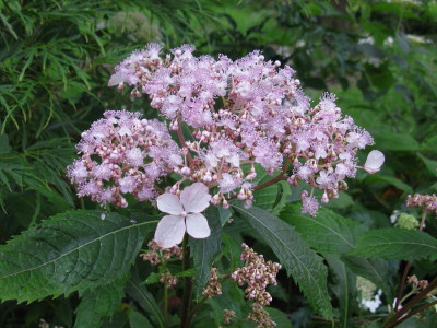 Cardiandra alternifolia.JPG