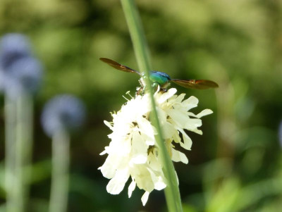 2017-07-07 Rosenkäfer.jpg