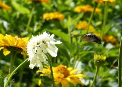 2017-07-07 Rosenkäfer 2.jpg