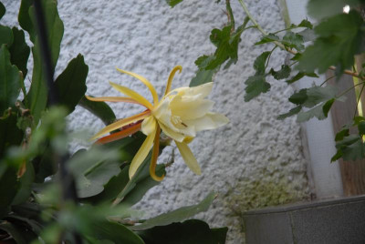 DSC_4438.JPG