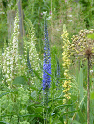 2017-07-07 Gartenimpressionen 4.jpg