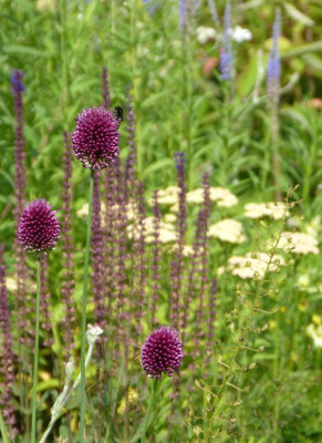 2017-07-07 Gartenimpressionen 5.jpg