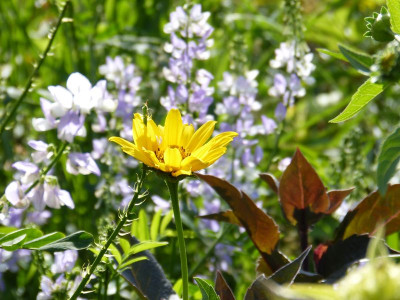 2017-07-07 Gartenimpressionen 6.jpg