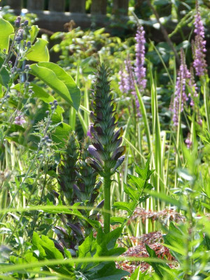 2017-07-07 Gartenimpressionen 9.jpg