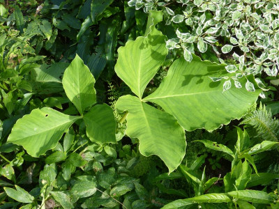 2017-07-07 Arisaema candidissimum.jpg