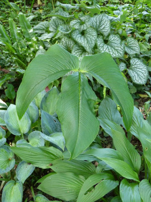 2017-07-07 Arisaema costatum.jpg