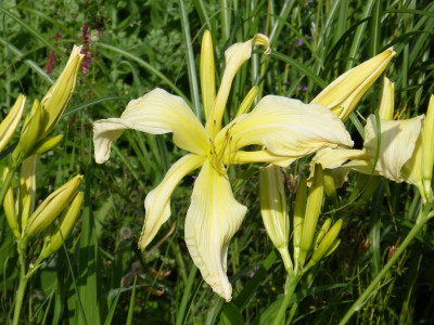 2017-07-07 Hemerocallis 'Berleyer Möwenflug' 2.jpg