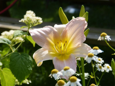 2017-07-07 Hemerocallis 'Catherine Woodberry'.jpg