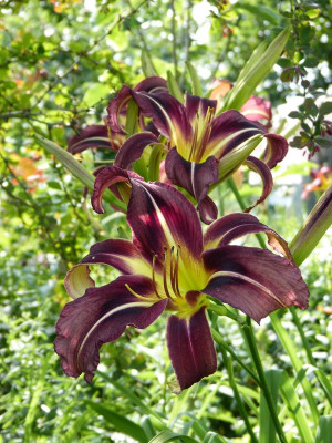 2017-07-07 Hemerocallis 'Creature of the Night'.jpg