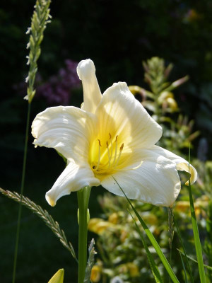 2017-07-07 Hemerocallis 'Serena Madonna'.jpg