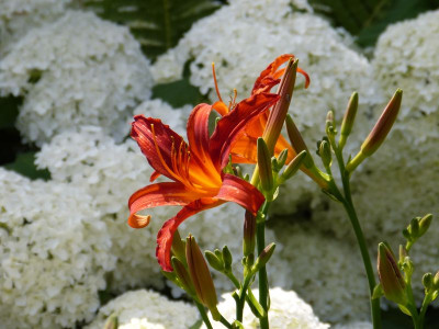 2017-07-07 Hemerocallis 'Crimson Pirate'.jpg
