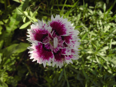 PICT1762.JPG