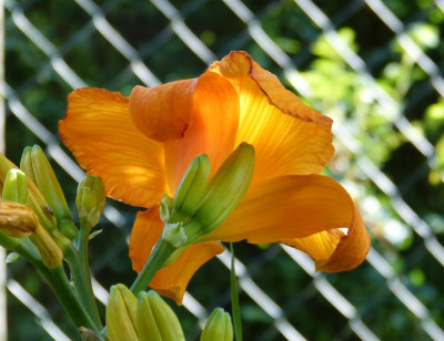 2017-07-07 Hemerocallis 'My Reggae Tiger'.jpg