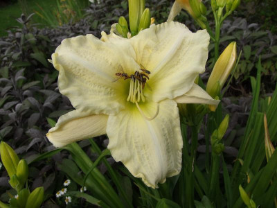 2017_0708Hemerocallis0008.jpg