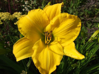 2017_0708Hemerocallis0010.jpg