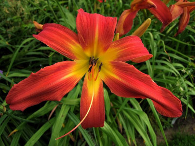 2017_0708Hemerocallis0013.jpg