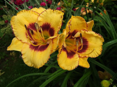 2017_0708Hemerocallis0016.jpg