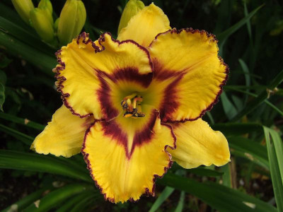 2017_0708Hemerocallis0021.jpg