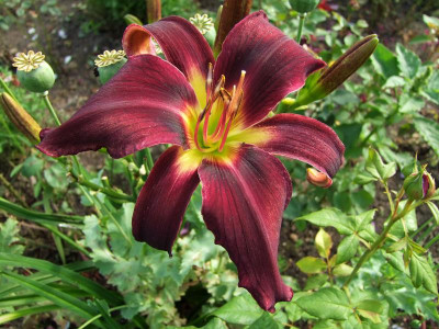2017_0708Hemerocallis0040.jpg