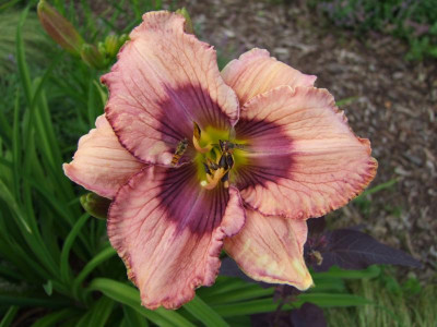2017_0708Hemerocallis0064.JPG
