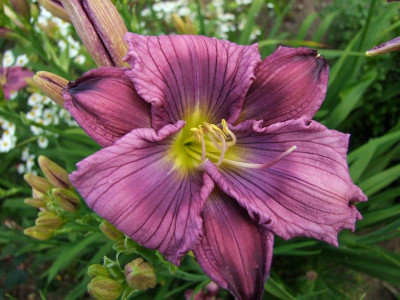 2017_0708Hemerocallis0067.jpg