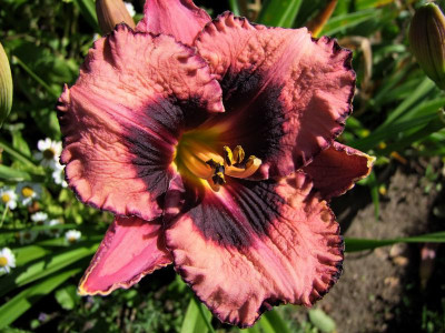 2017_0708Hemerocallis0086.jpg