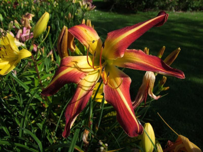2017_0708Hemerocallis0094.jpg