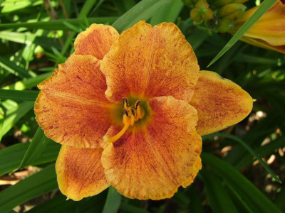 2017_0708Hemerocallis0116.jpg