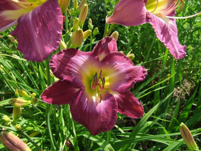2017_0708Hemerocallis0128.jpg