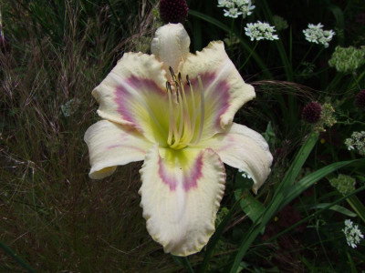 2017_0708Hemerocallis0149.JPG