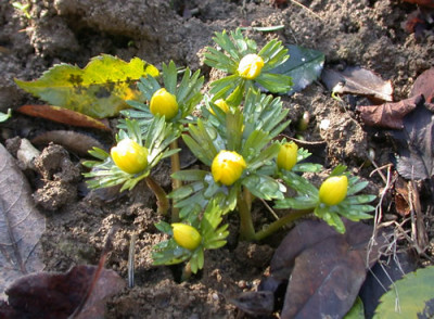 Winterling_S4_30687_82.jpg