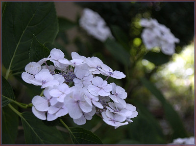 Hortensie Vorgarten-200px.jpg