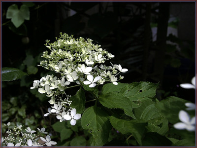 Hydrangea Phantom-200px.jpg