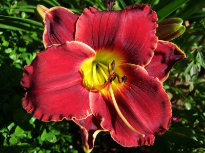 2017_0708Hemerocallis0089.jpg