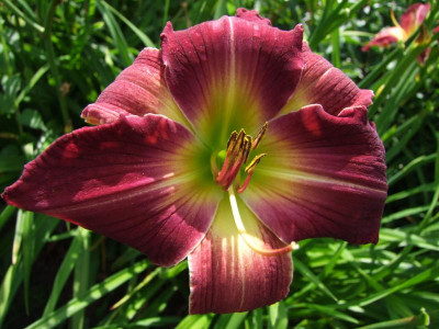 2017_0708Hemerocallis0125.JPG