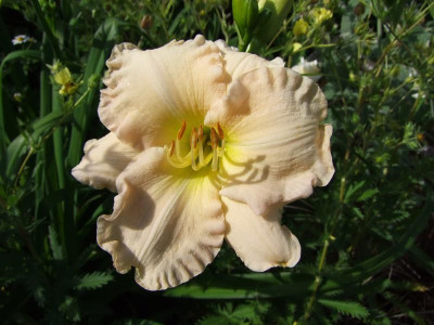 2017_0708Hemerocallis0142.jpg