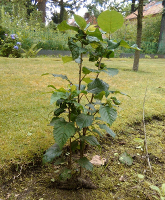 auslaeuferbeimapfelbaum2.jpg