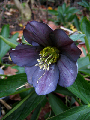 helleborus_dunkel_6358.jpg
