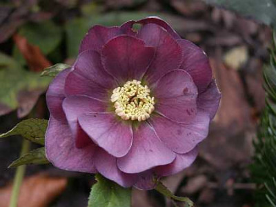 Helleborus-dunkel-01-07.jpg