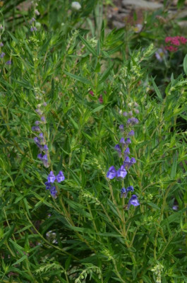Scutellaria_baicalensis.17-1.jpg