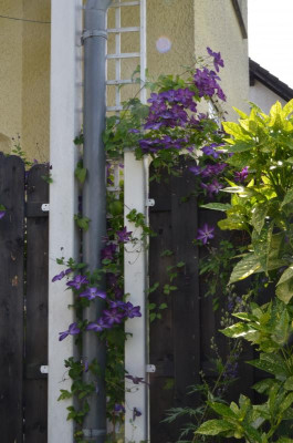 Clematis-VenosaViolacea.17-1.jpg