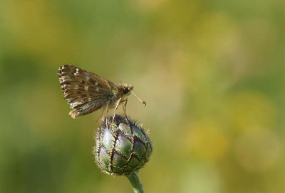 DSC025953.jpg