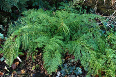 Polystichum-Green-Lace-Jan.jpg