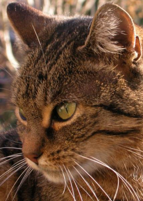 Bastet-1.jpg