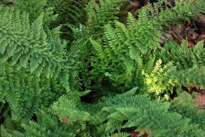 Polystichum-setiferum-Pl-De.jpg