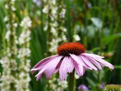 2017-07-09 Gartenimpressionen 1.jpg