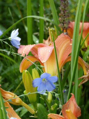 2017-07-09 Gartenimpressionen 5.jpg