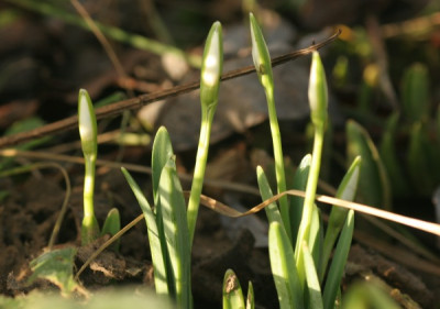 galanthus_magnet_4467.jpg