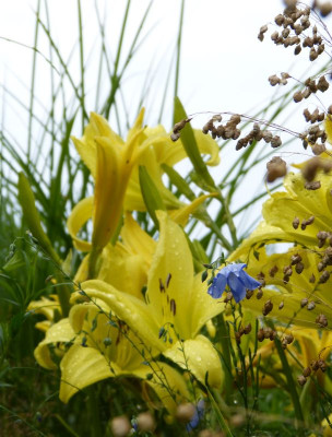 2017-07-09 Gartenimpressionen 6.jpg