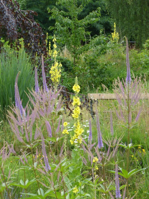 2017-07-09 Gartenimpressionen 7.jpg